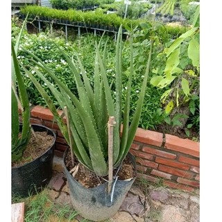 Cây Nha Đam (Cây Lô Hội) tặng kèm phân bón