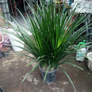 phát tài núi