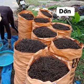 Dớn Cọng Trồng Lan Bịch 200g