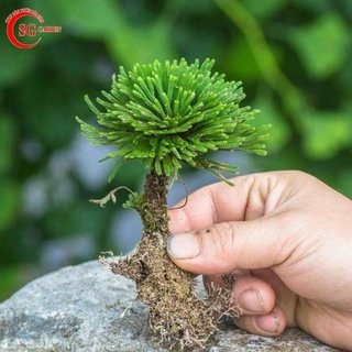 Chậu trường sinh thảo mini THUẦN CHẬU làm terrarium, bán cạn, mô hình tiểu cảnh, chậu để bàn