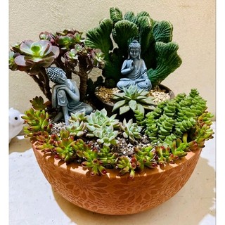 Chậu đất nung - chậu tô bông hướng dương