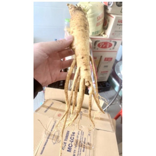 Nửa kí nhân sâm Hàn Quốc loại 6 củ 1 kg