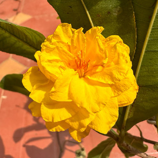 Cây mai cúc vip - bonsai gốc ghép đẹp
