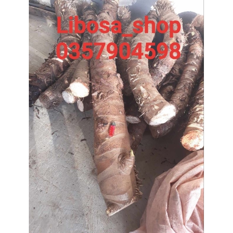 Bạc hà núi 5kg
