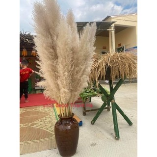 Bông lau xù tự nhiên trang trí decor