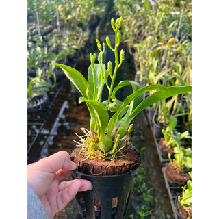 Vũ nữ Hoàng Hậu mini