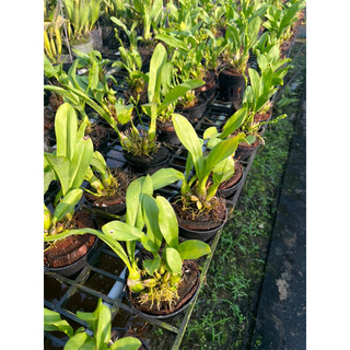 Vũ nữ Hoàng Hậu mini