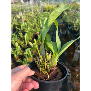Vũ nữ Hoàng Hậu mini