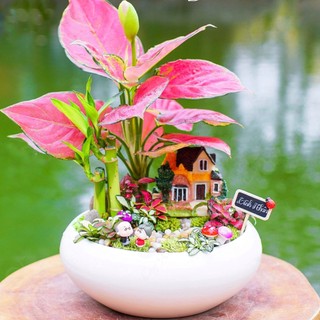 Chậu Trồng Cây Cảnh Bonsai, Sen đá, Xương rồng, Tiểu Cảnh Terrarium, cây hoa kiểng Ang Thấp