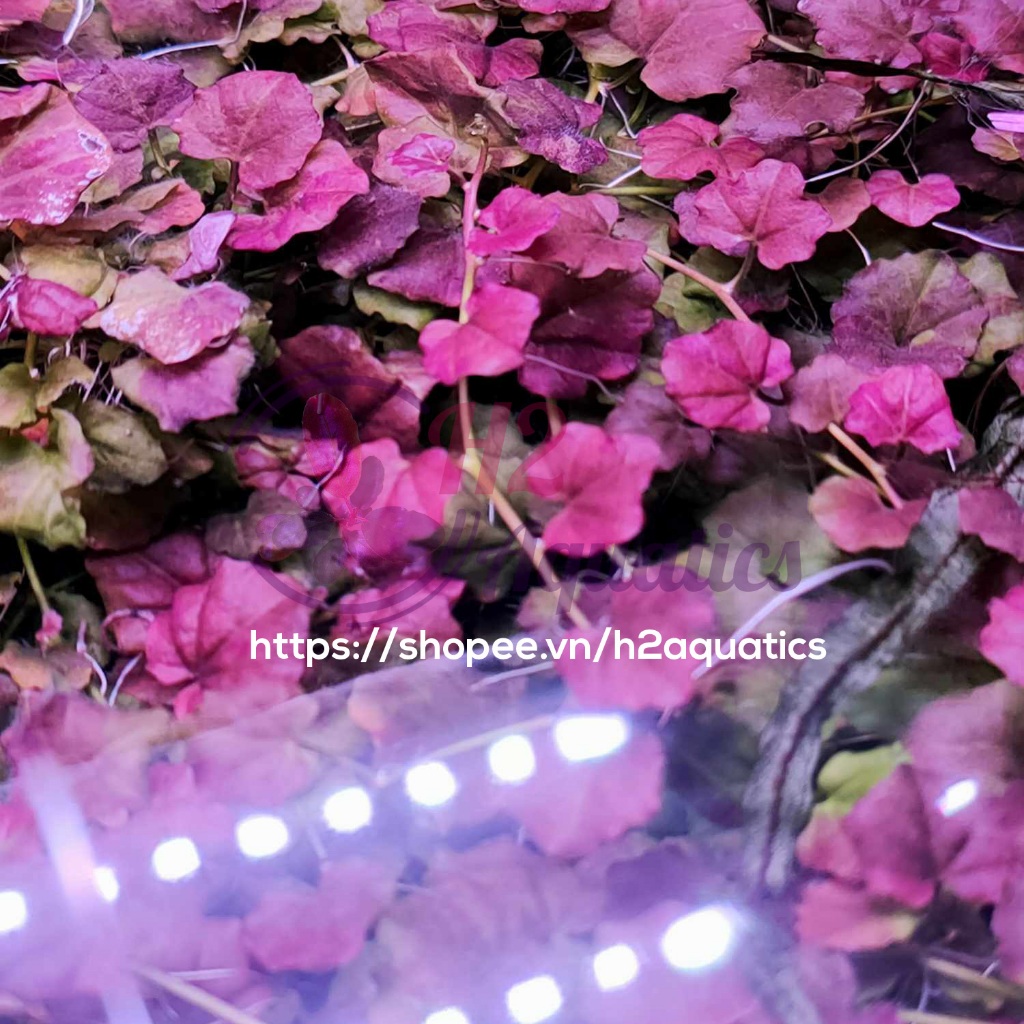 Dây leo Rau má thủy sinh pink đột biến - Cây thuỷ sinh lá nước - H2 Aquatics