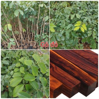 Cây giống gỗ Gõ Đỏ