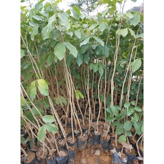 5 Cây giống gỗ Gõ Đỏ, cây gỗ quý giá trị kinh tế cao