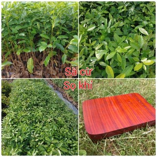 Cây giống xà cừ, sà cừ, sọ khỉ