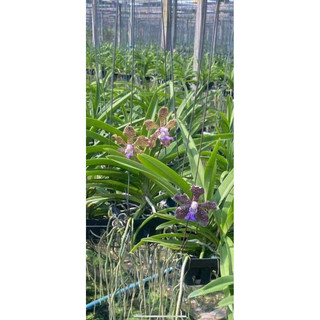 Vanda thơm sổ màu