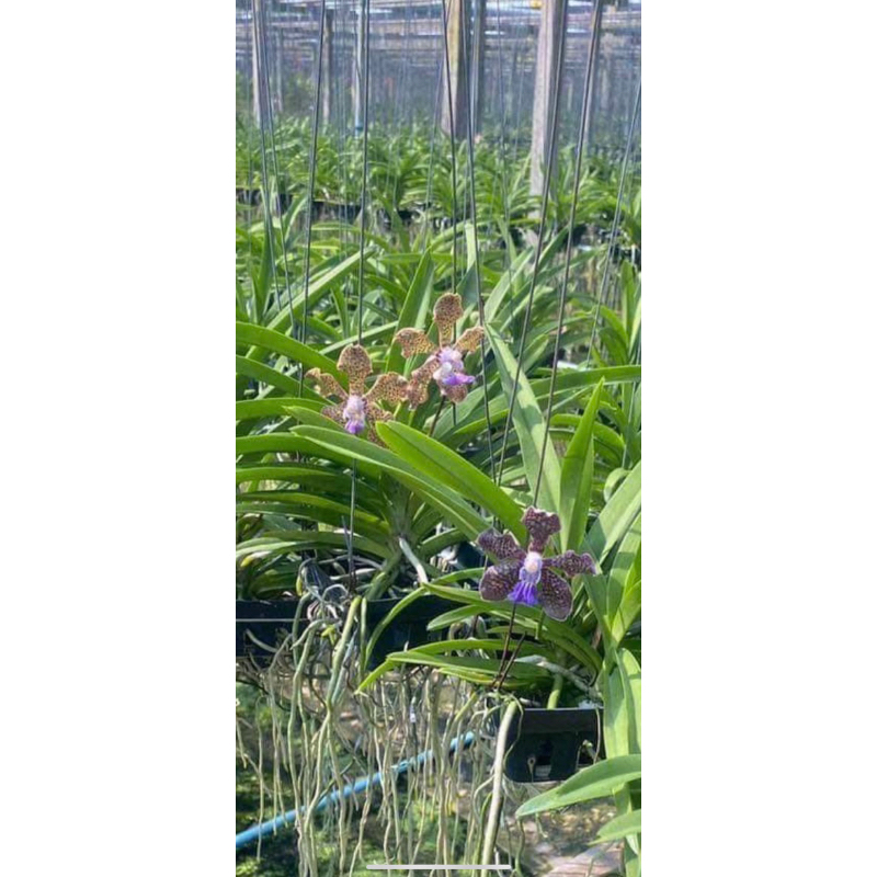 Vanda thơm sổ màu