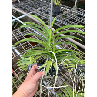 Vanda thơm sổ màu