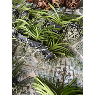 Vanda thơm sổ màu