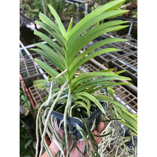 Vanda thơm sổ màu