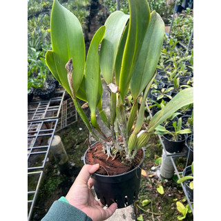 Catleya Amakee hàng chuẩn tem