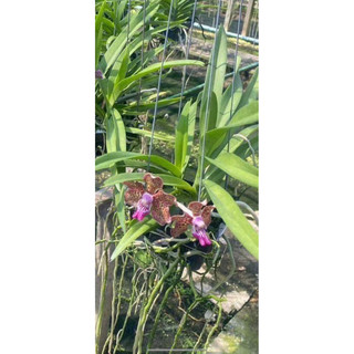 Vanda thơm sổ màu