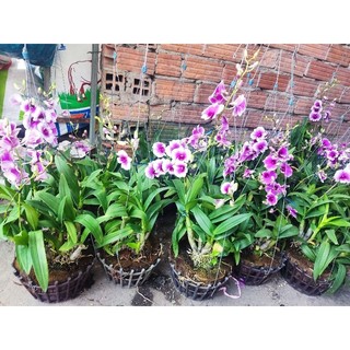 Hoa lan yaya chậu f20 đang nụ đẹp hàng hoa tết