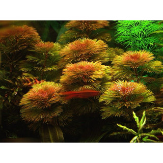 Red cambob - cây rong la hán đỏ - cây thuỷ sinh