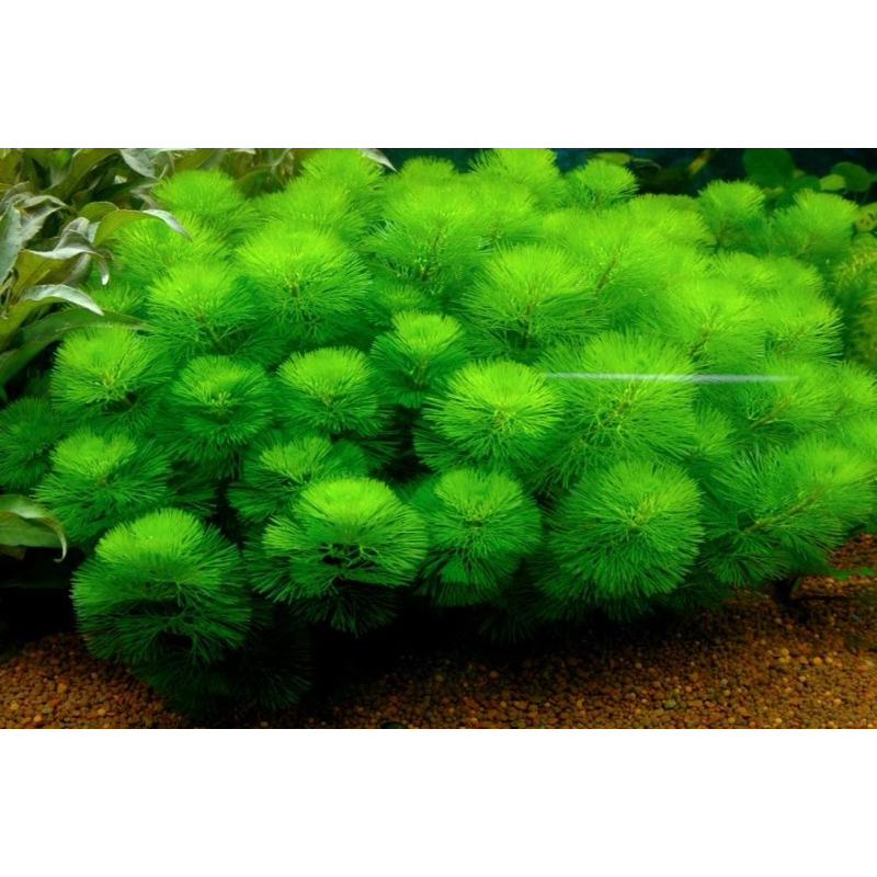 Green Cambob - Cây Rong La Hán Xanh - Cây Thuỷ Sinh