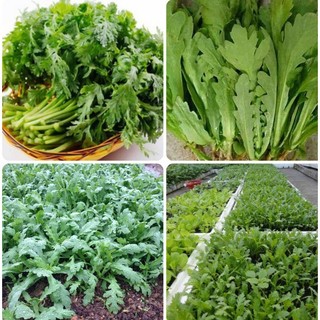 1Kg hạt giống cải cúc nếp