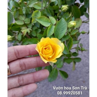 (VHST giao TP.HCM trong ngày) CÂY HOA HỒNG VÀNG SIÊU NỤ.