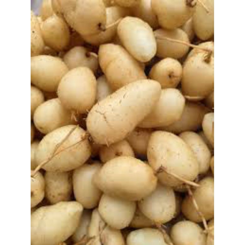 Củ lùn loại ngon 3kg siêu rẻ