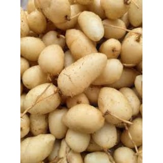 Củ lùn loại ngon 3kg siêu rẻ