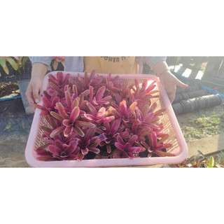 Dứa màu nam mỹ