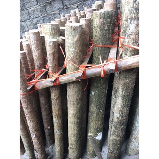 Khúc giống thiết mộc lan lá xanh dài 40 cm