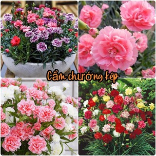 Hạt giống hoa cẩm chướng kép mix đủ màu
