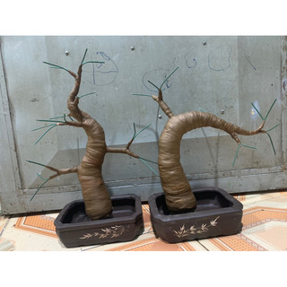 Thân bonsai + chậu kèm xốp lót chậu
