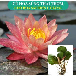 Hạt Giống hoặc Cây Hoa súng Thái Lan màu cà rốt