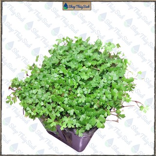 Cây thủy sinh Rau Má Hương