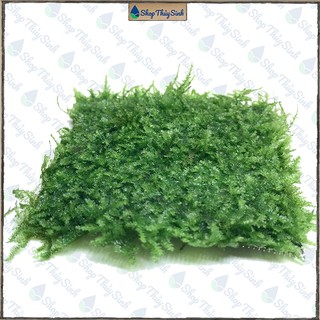 Rêu Mini Taiwan chuyên trang trí lũa trong bể thủy sinh