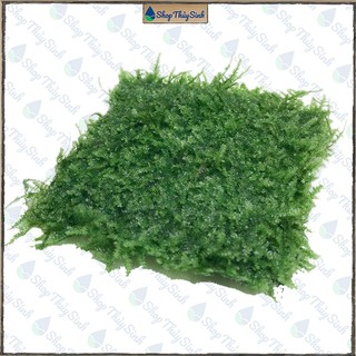 Rêu Mini Taiwan chuyên trang trí lũa trong bể thủy sinh