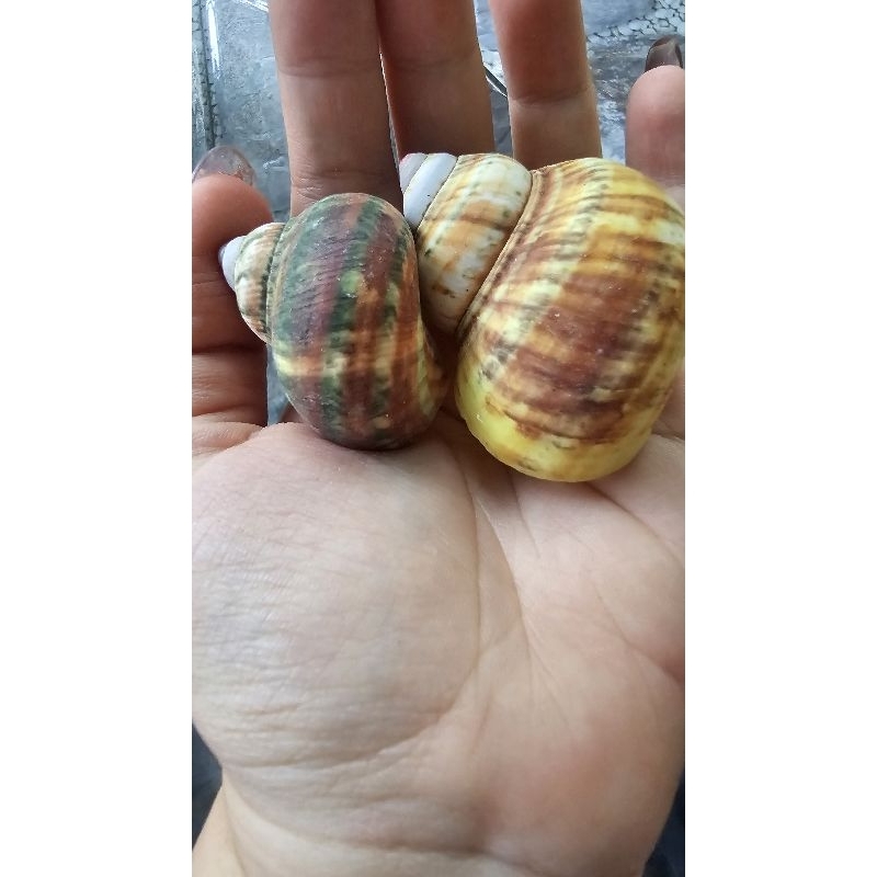 Vỏ ốc xà cừ vàng thô