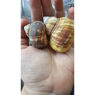Vỏ ốc xà cừ vàng thô