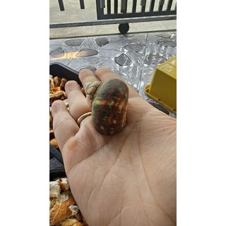 Vỏ ốc xà cừ vàng thô