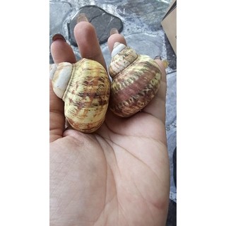 Vỏ ốc xà cừ vàng thô