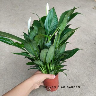 Cây lan ý trang trí nội thất, dễ chăm có