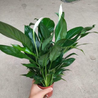 Cây lan ý trang trí nội thất, dễ chăm có