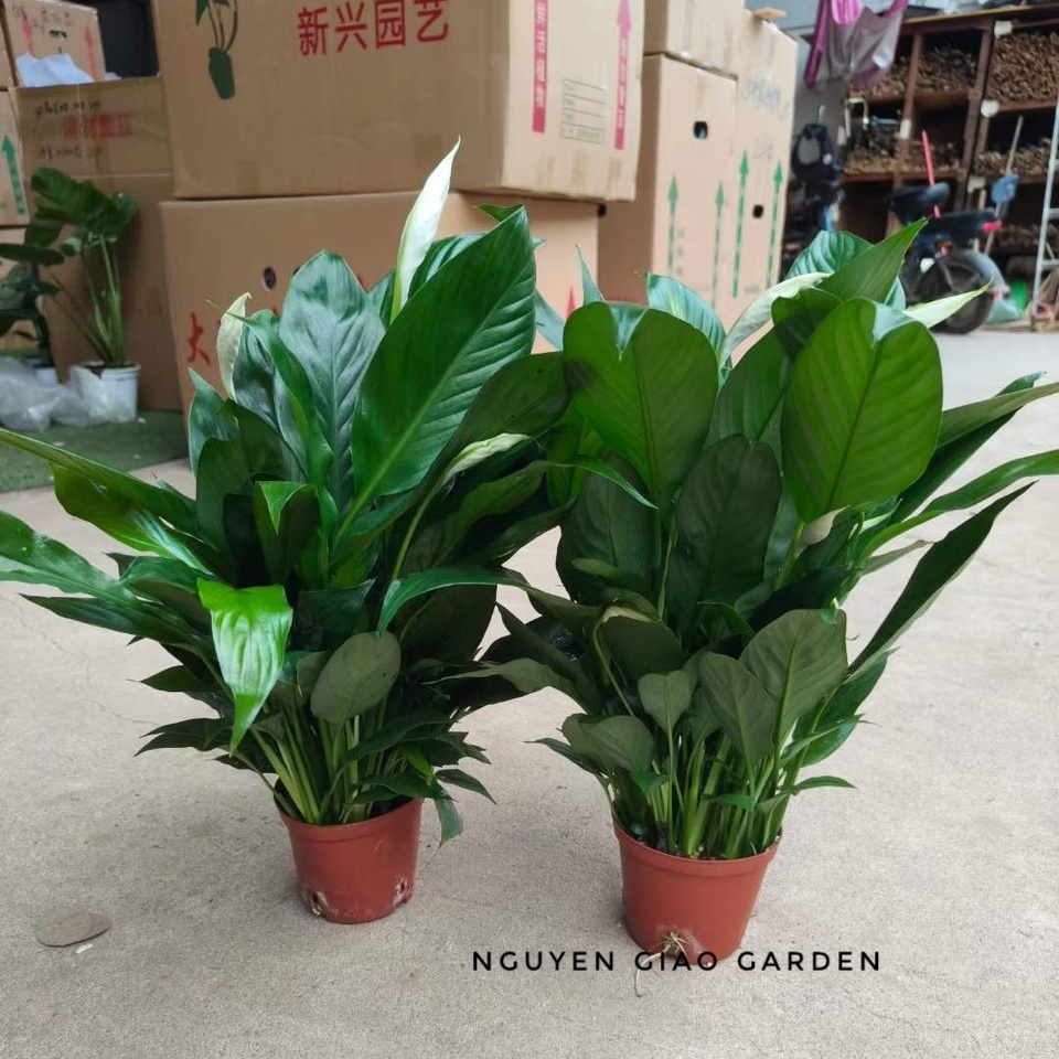 Cây lan ý trang trí nội thất, dễ chăm có