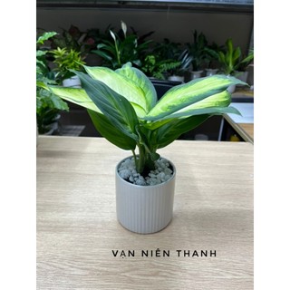 Cây vạn niên thanh, cây phong thủy trang trí nhà cửa, văn phòng