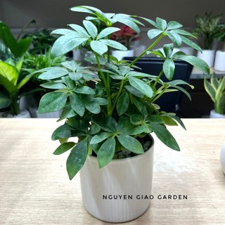 Cây ngũ gia bì chậu sứ trụ men trắng