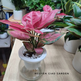 Cây Vạn lộc đỏ chậu thủy tinh để bàn dễ chăm sóc