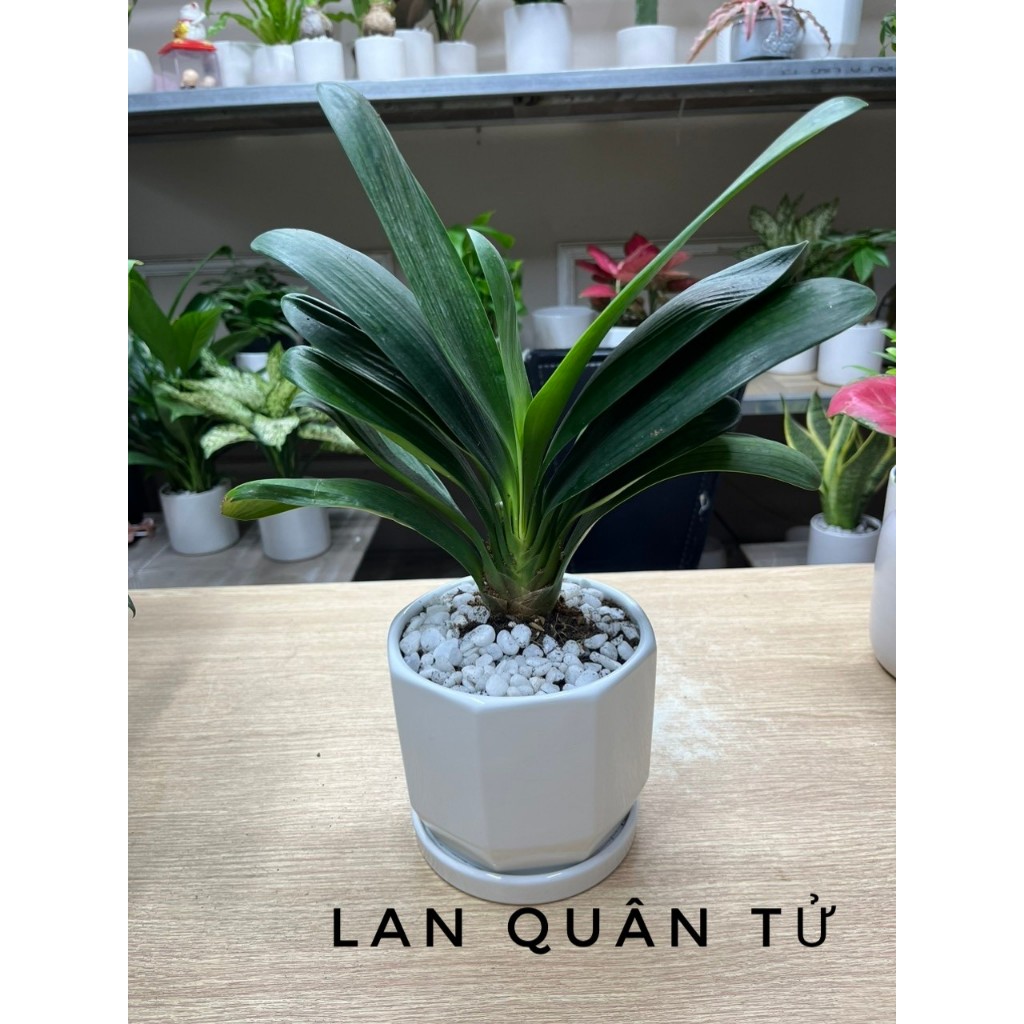 Cây lan quân tử để bàn dễ chăm sóc